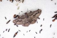 Menophra japygiaria