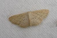 Scopula minorata