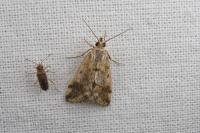 Tegostoma comparalis
