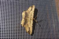 Menophra abruptaria