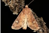 Apamea lateritia
