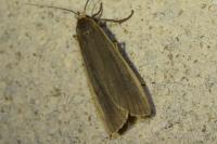 Collita griseola