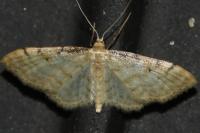 Idaea fuscovenosa