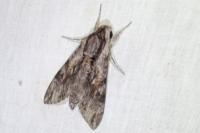 Agrius convolvuli