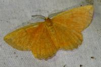 Angerona prunaria