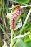 Acronicta rumicis