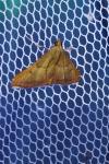 Endotricha flammealis