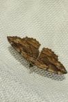 Philereme transversata