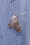 Elophila nymphaeata