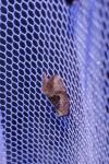 Elaphria venustula