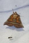 Scoliopteryx libatrix
