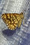 Chiasmia clathrata