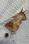 Clostera pigra
