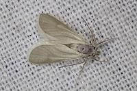 Acentria ephemerella