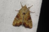 Apamea scolopacina