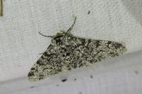 Biston betularia