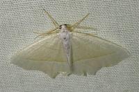Campaea margaritaria