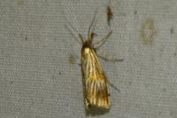 Chrysocrambus linetella