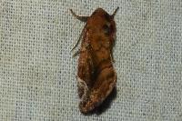 Cosmia pyralina