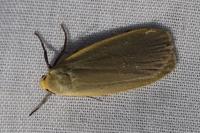 Collita griseola