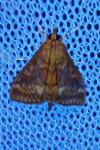 Ostrinia nubilalis
