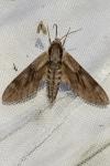 Hyloicus pinastri