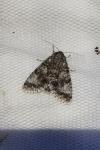 Acronicta megacephala