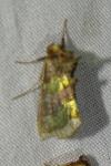 Diachrysia chrysitis