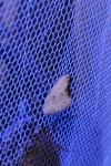Cilix glaucata