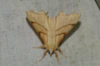 Ennomos erosaria
