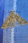 Acronicta aceris
