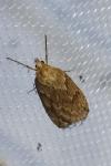 Pachycnemia hippocastanaria hippocastanaria