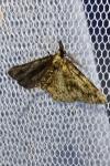 Cleorodes lichenaria