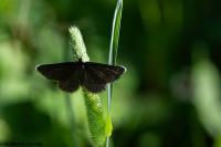 Odezia atrata