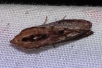 Galleria mellonella