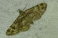 Gymnoscelis rufifasciata