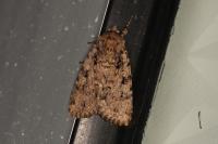Amphipyra effusa