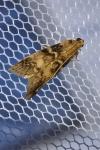 Euzophera pinguis