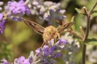 Helicoverpa armigera
