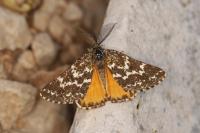 Athroolopha pennigeraria