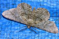 Hypomecis roboraria