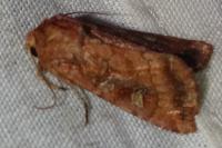 Lacanobia splendens