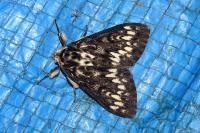 Lymantria monacha