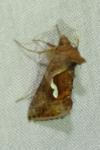 Macdunnoughia confusa
