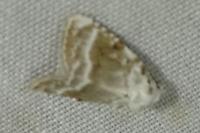 Meganola albula