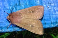 Mythimna ferrago