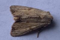Apamea lithoxylaea