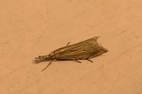 Metacrambus carectellus