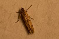 Homoeosoma sinuella