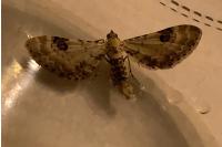 Eupithecia centaureata